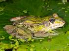 Forrers Grass Frog- Forrers Leopard Frog- Costa Rica Art Print